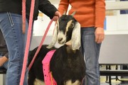 Kiss the Goat for Vets